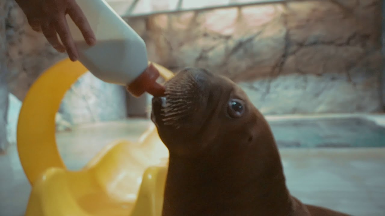 Ginger Update #3 | SeaWorld Orlando