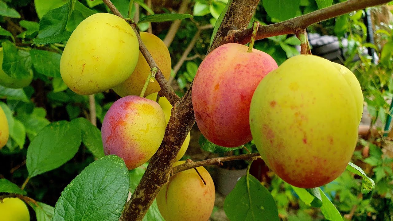The first ripe Victoria Plum! Yum!!