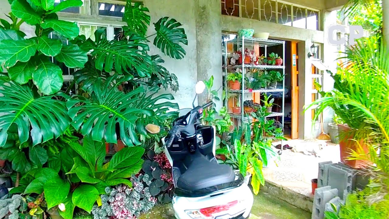 HUGE RUSTIC HOUSE GARDEN/RARE EXOTIC PLANTS COLLECTION