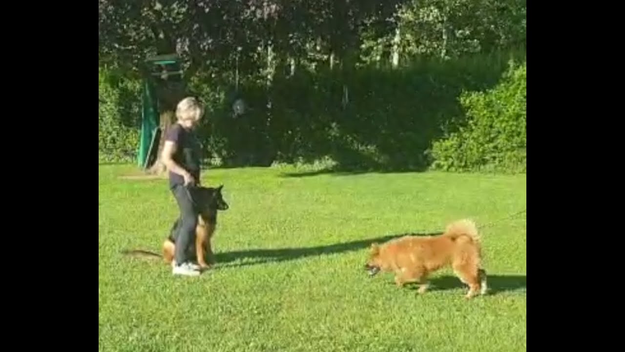 7. Come lavorare sull’indifferenza del nostro cane verso: altri cani, persone, stimoli esterni
