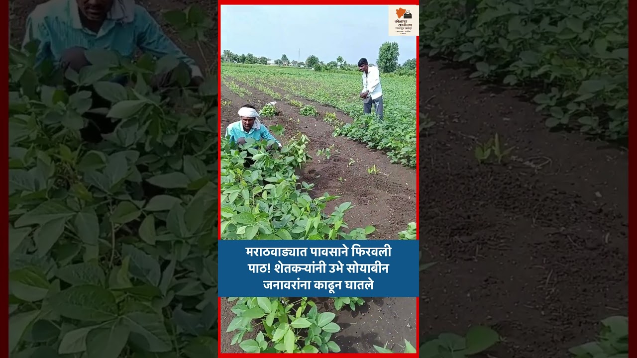 मराठवाड्यात पावसाने फिरवली पाठ! शेतकऱ्यांनी उभे सोयाबीन जनावरांना काढून घातले