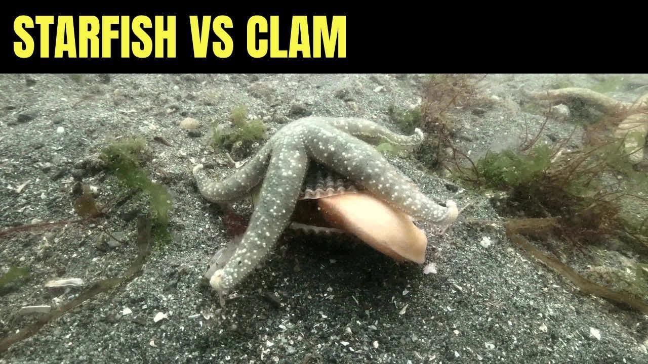 Starfish Vs Clam 2 | Salish Sea Marine Wildlife
