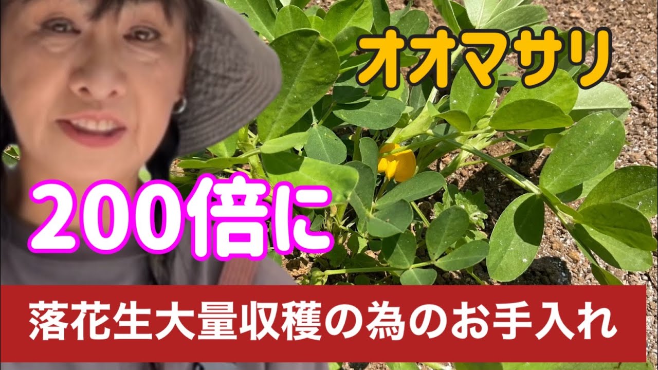 （家庭菜園）一手間で落花生大量収穫しよう