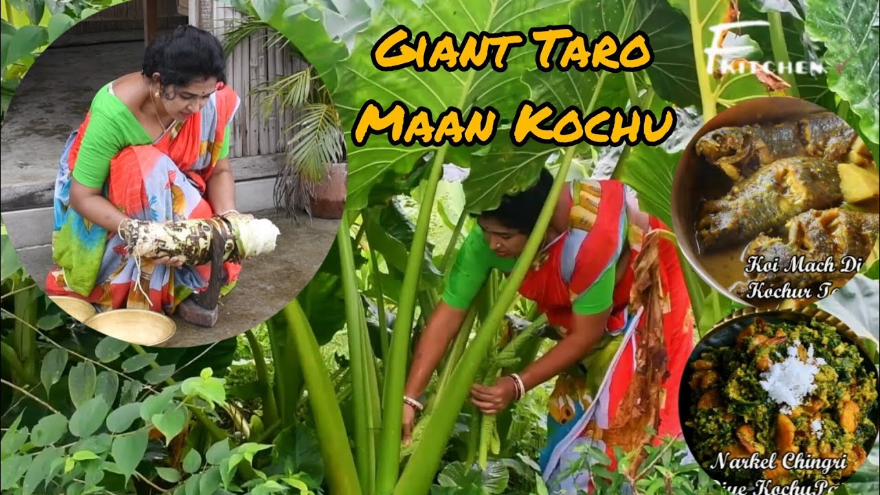 🌿 Traditional Delicious Recipes of Giant Taro Roots | মানকচু দিয়ে চিরাচরিত বিভিন্ন সুস্বাদু রেসিপি|