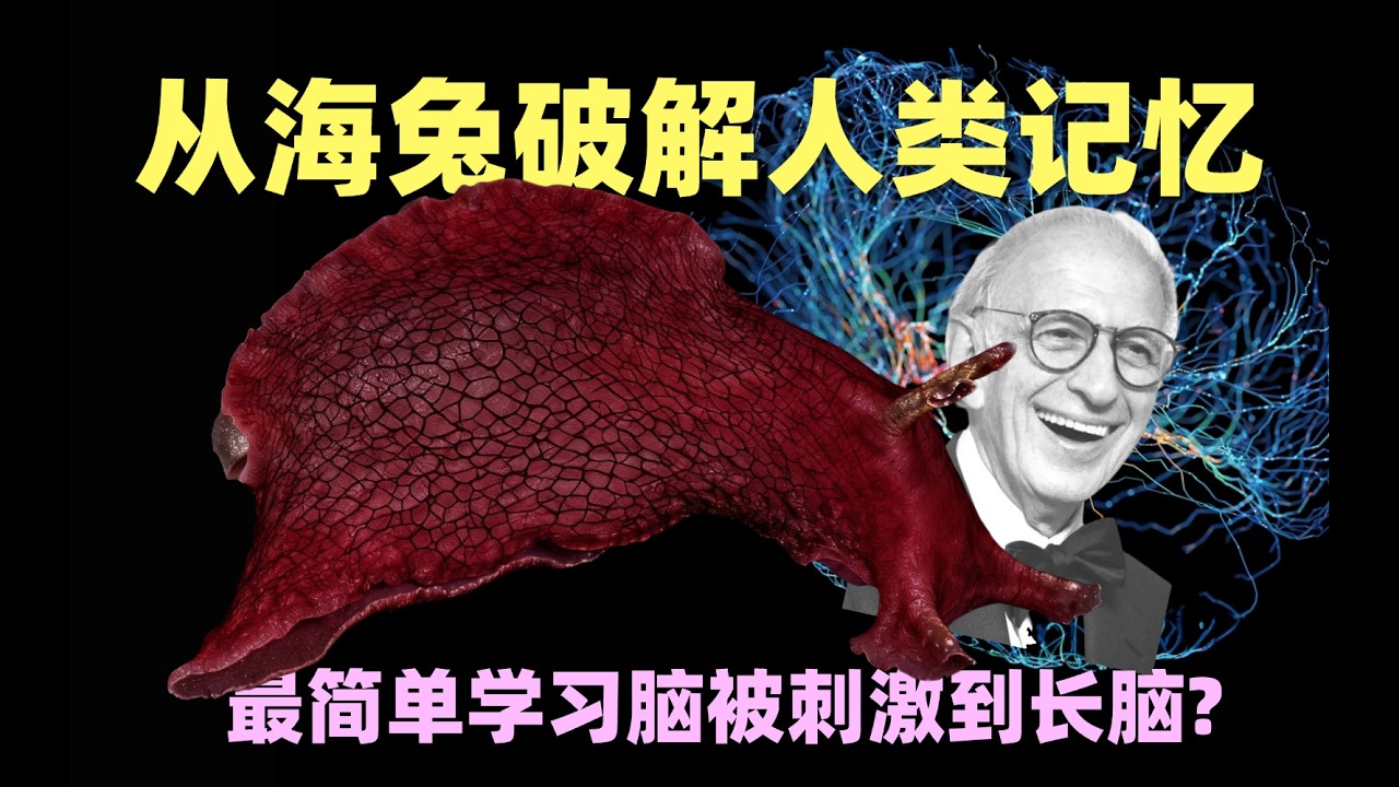 【海兔】这么刺激就能长脑子?最简单的 &ldquo;学习脑&rdquo;如何为人类破解长期记忆密码?