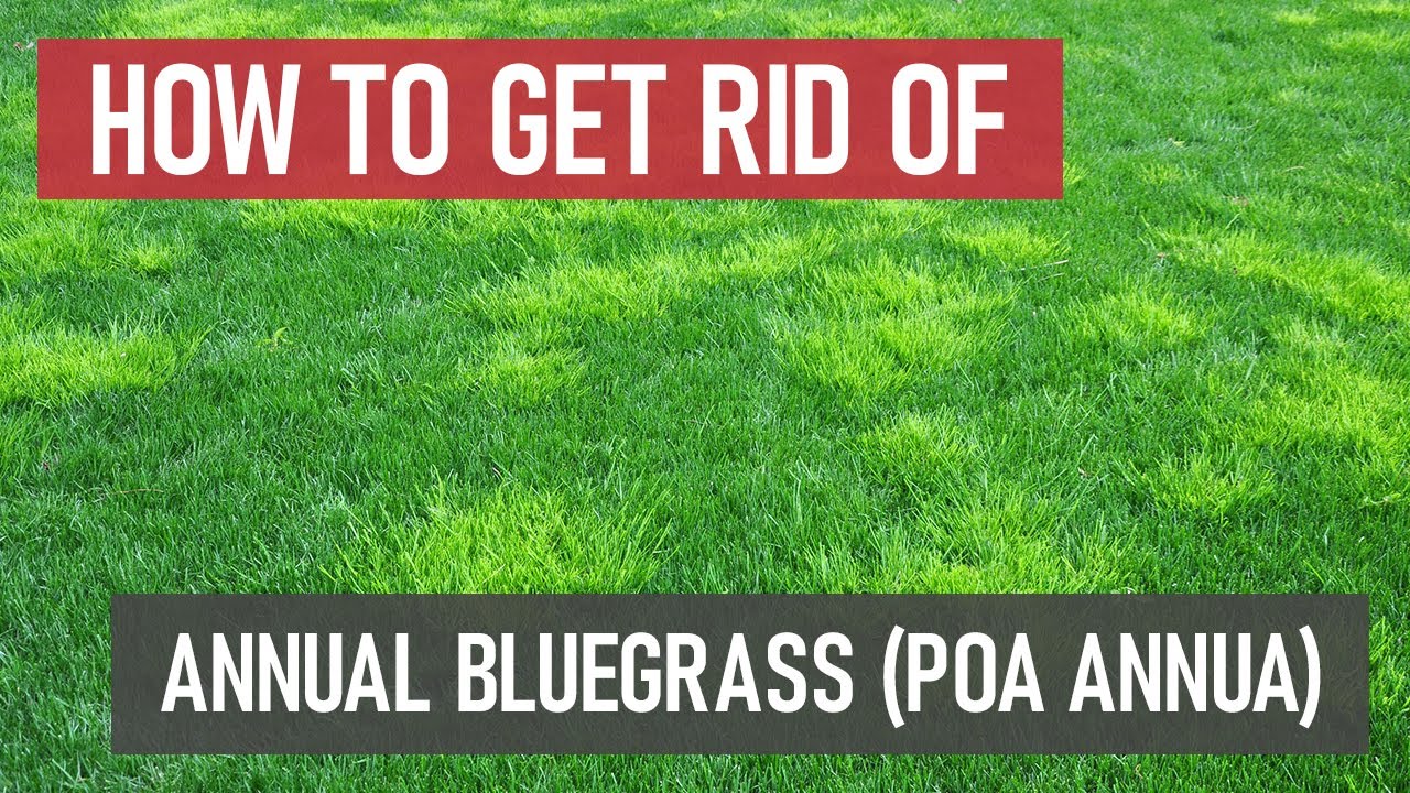 How to Get Rid of Annual Bluegrass (Poa annua) [Weed Management]