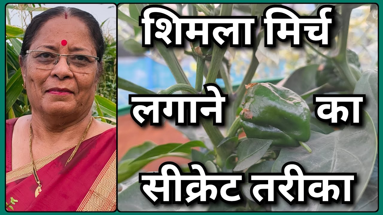 शिमला मिर्च कब लगाएं? सही समय + सीक्रेट तरीका 🌱 मिट्टी में क्या डालें और क्या भूलकर भी ना डालें