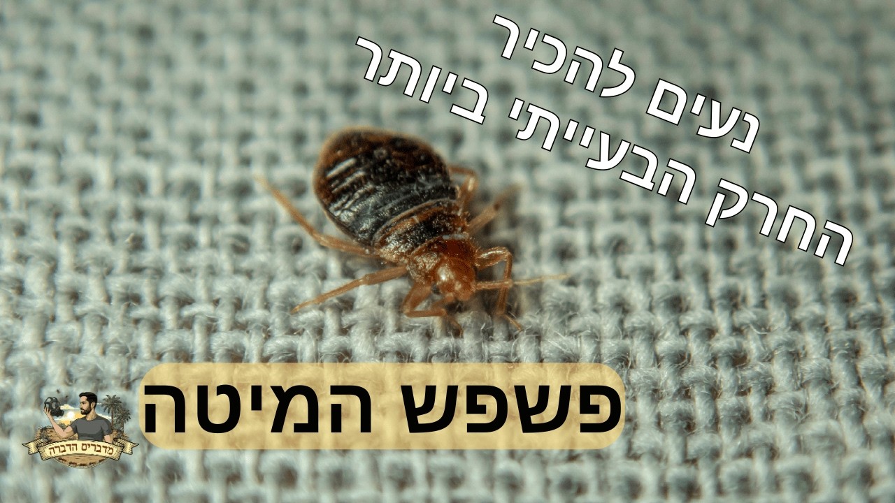 בואו נכיר את פשפש המיטה
