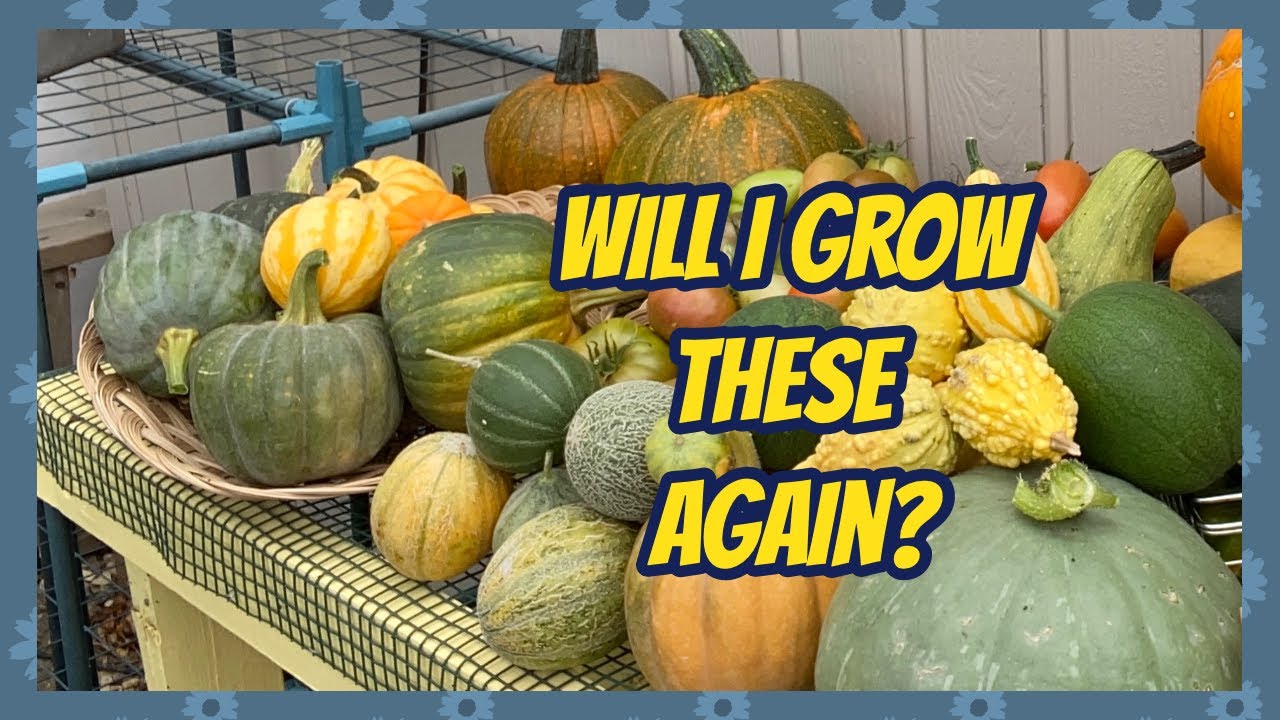 🎃 7 Squash Picks for 2023 plus 4 honourable mentions