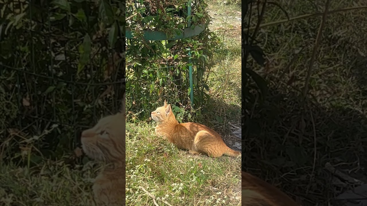 🐱cat on mission #youtubeshorts #viralvideo #viralreels #burans1981 #shortvideo