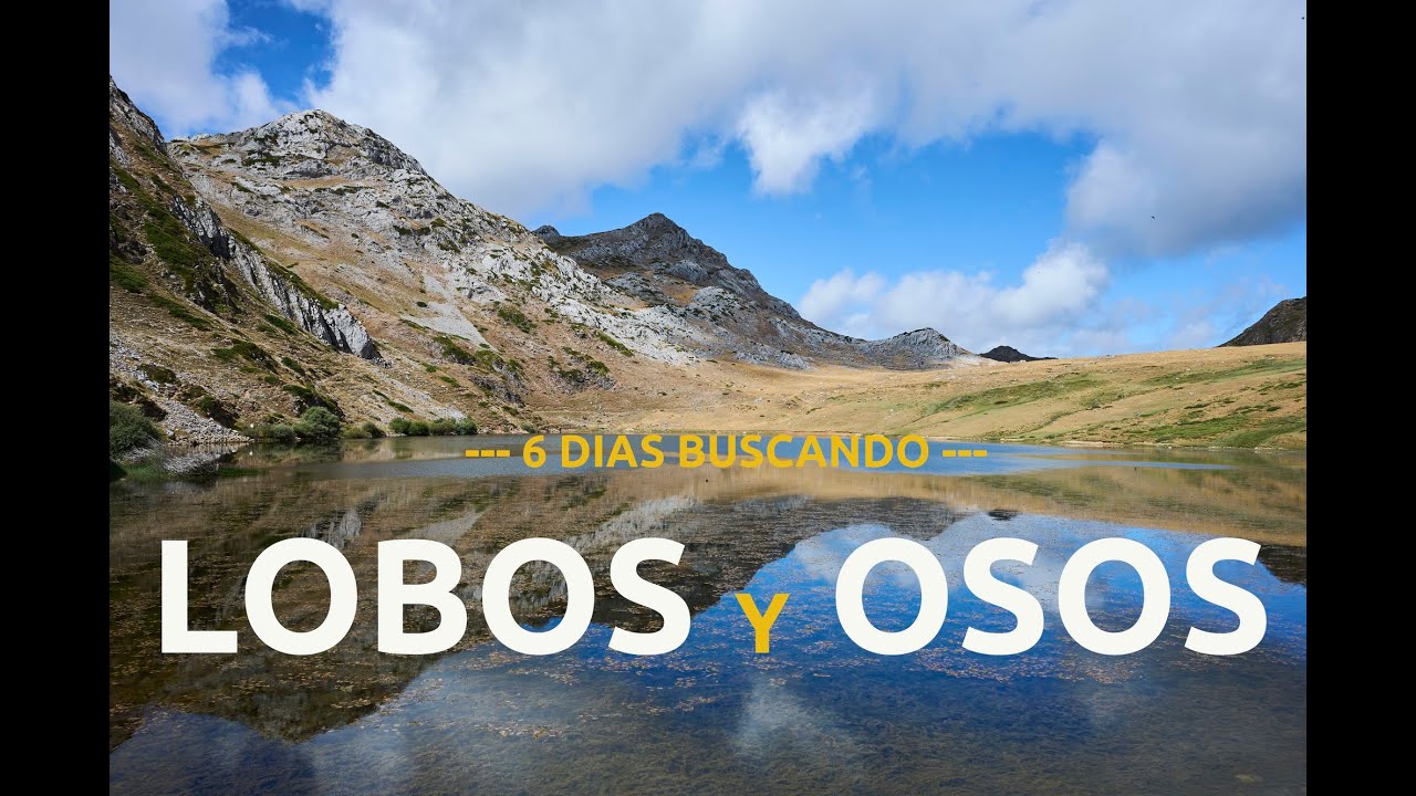 Buscando Lobos y Osos en el norte de España