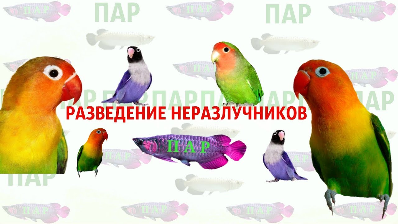 Разведение неразлучников