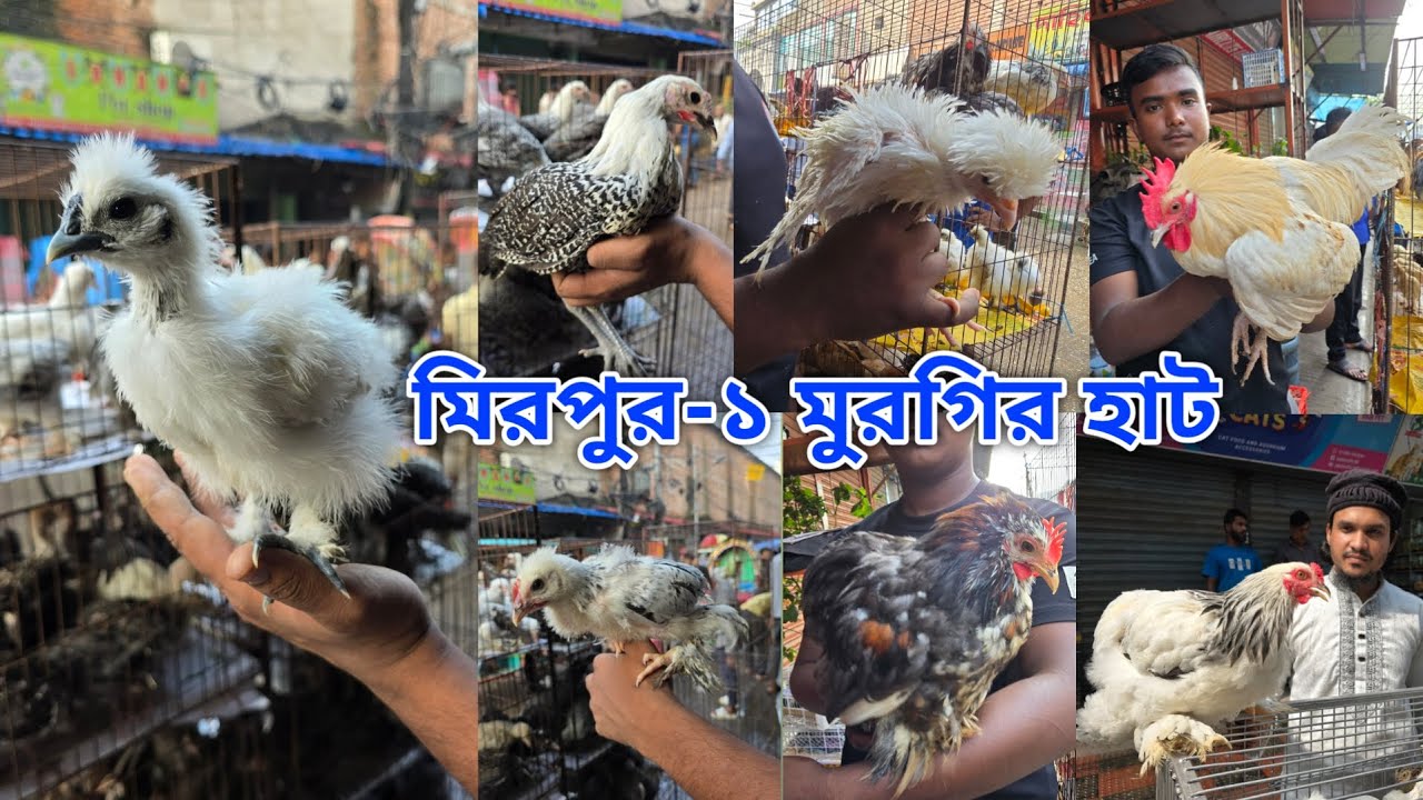 Mirpur 1 chicken hat | বাচ্চা সহ দেশি মুরগি | দেশি মুরগিতে ভরপুর | ফেন্সি মুরগি | ফেন্সি মুরগির দাম