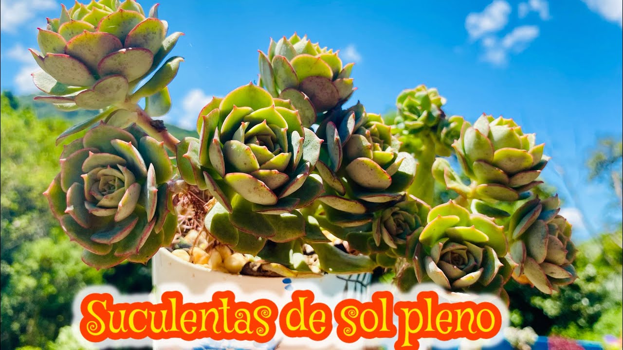 10 MAIS SUCULENTAS RESISTENTES A SOL FORTE FUNGOS E TEMPERATURAS ALTAS NO VERÃO