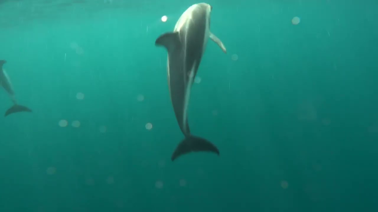 Southern right whale snorkelling in Golfo Nuevo, Valdez peninsula, Argentina