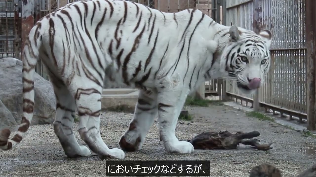 ホワイトタイガーの屠体給餌【東武動物公園】