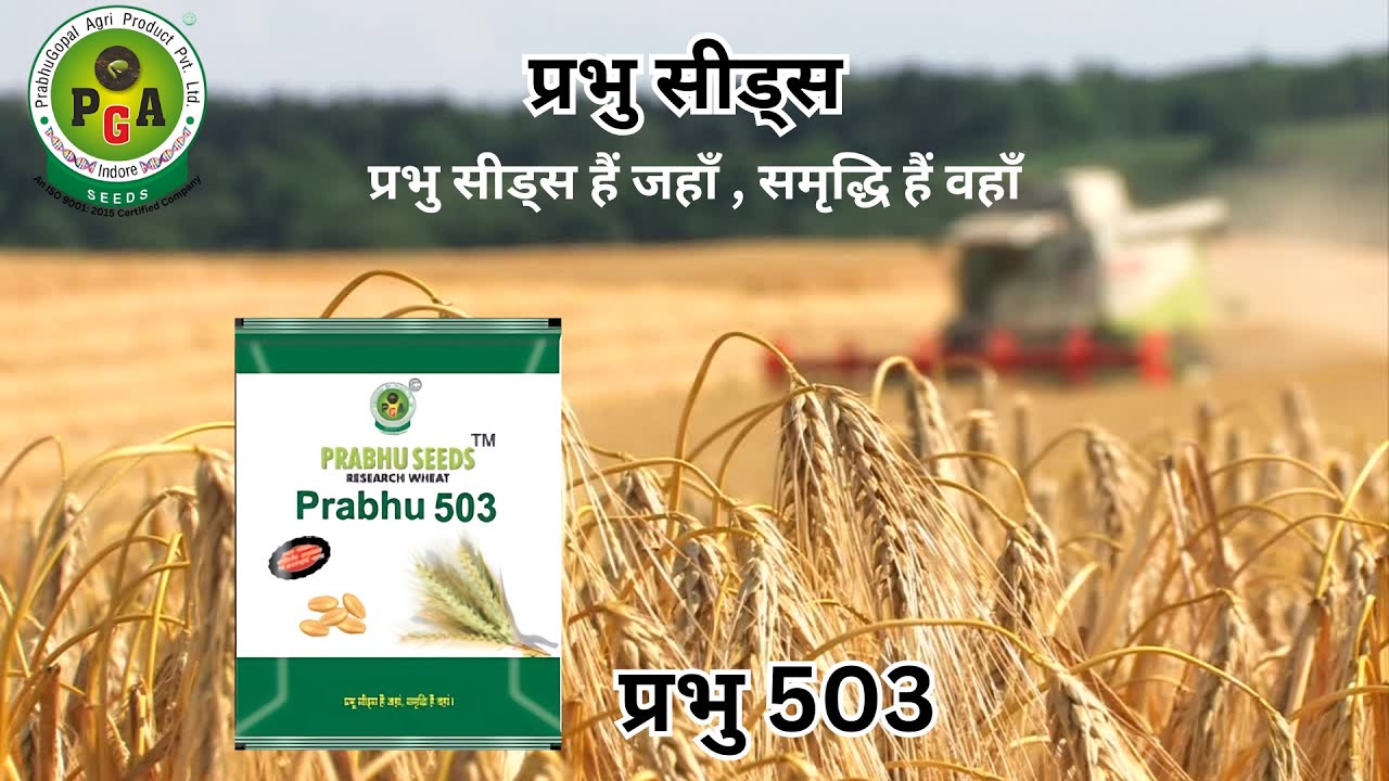 गेहू की अधिक उत्पादन देने वाली किस्म प्रभु 503 | प्रभु सीड्स #prabhuseeds #wheatseeds