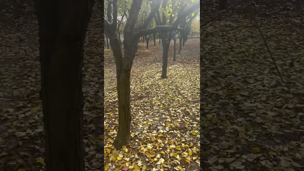 Wednesday’s walk through the plum orchard! 
