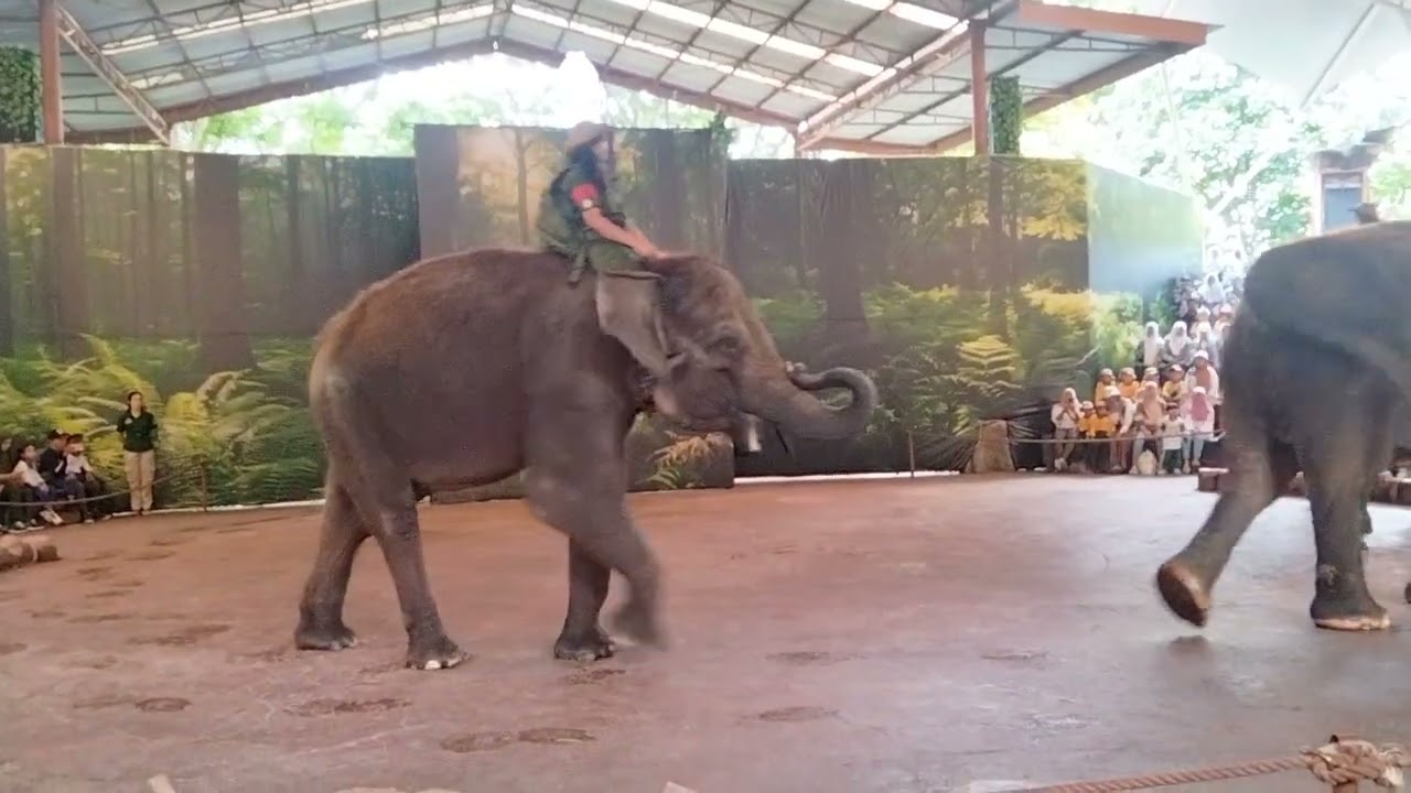 ATERAKSI Three Elephant, Taman Safari jatim...