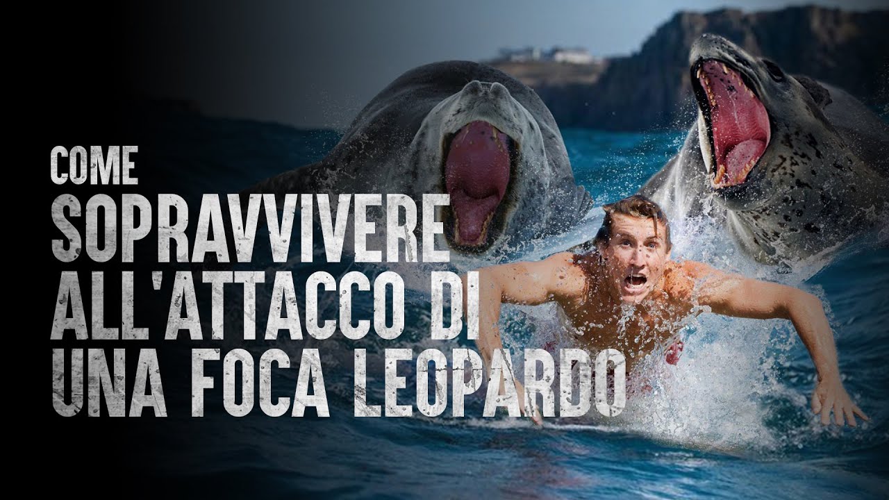 Come Sopravvivere all'Attacco di una Foca Leopardo