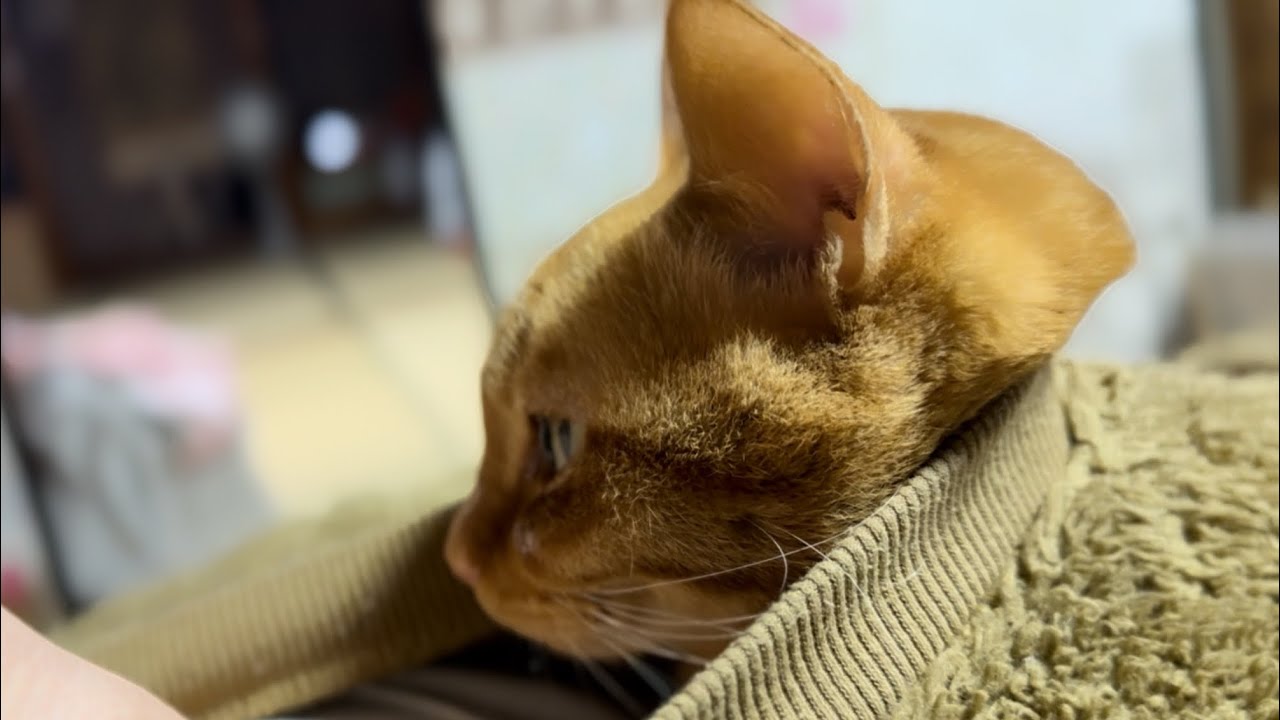 【寒い夜だから】服の中に入ってくるにゃんこ　A Cat Getting Inside My Clothes