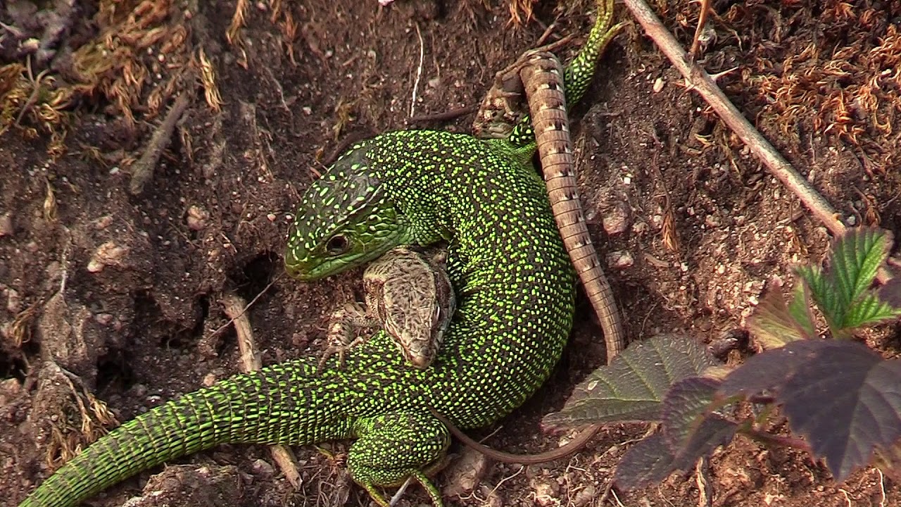 LE LEZARD DES MURAILLES ET LE LEZARD VERT