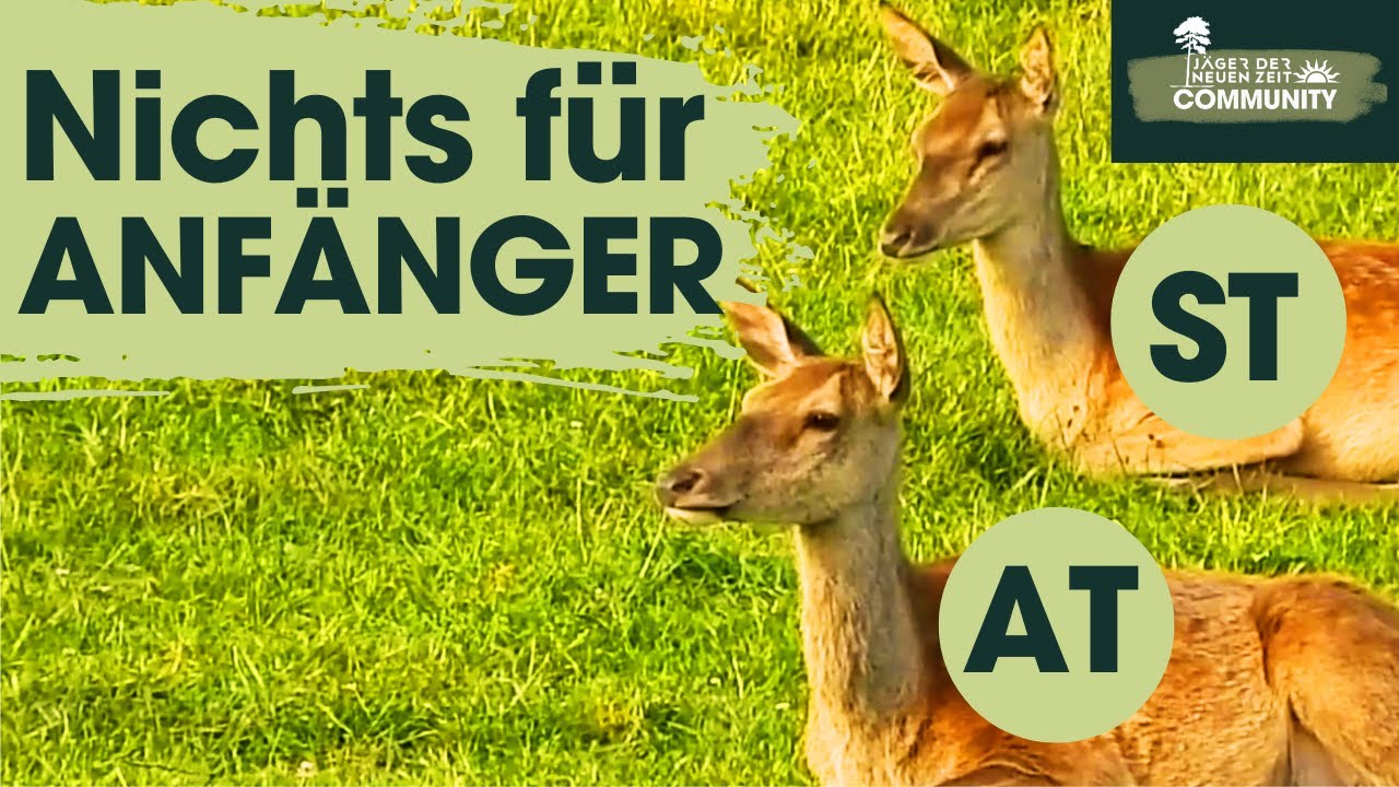 BRANDGEF&Auml;HRLICH. Schmaltierbejagung beim Rotwild im Fr&uuml;hjahr/ Sommer nur f&uuml;r Profis sinnvoll.