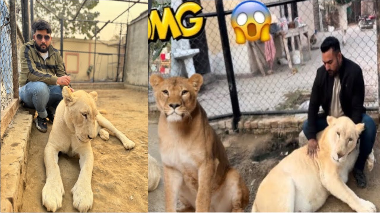 Diana Lioness Na Camera Man Pa Attack Kr Diya 🦁😱😱