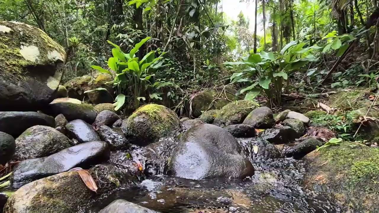 Água Corrente na Natureza | Som de Rio do Interior para Relaxamento Profundo | 1 Hora