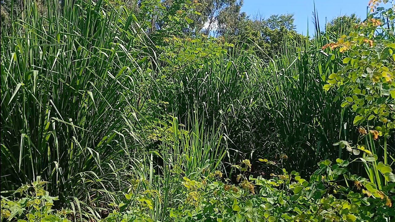79 hectares em Santana do Cariri-Ce. Cuida potência. 87981363923.