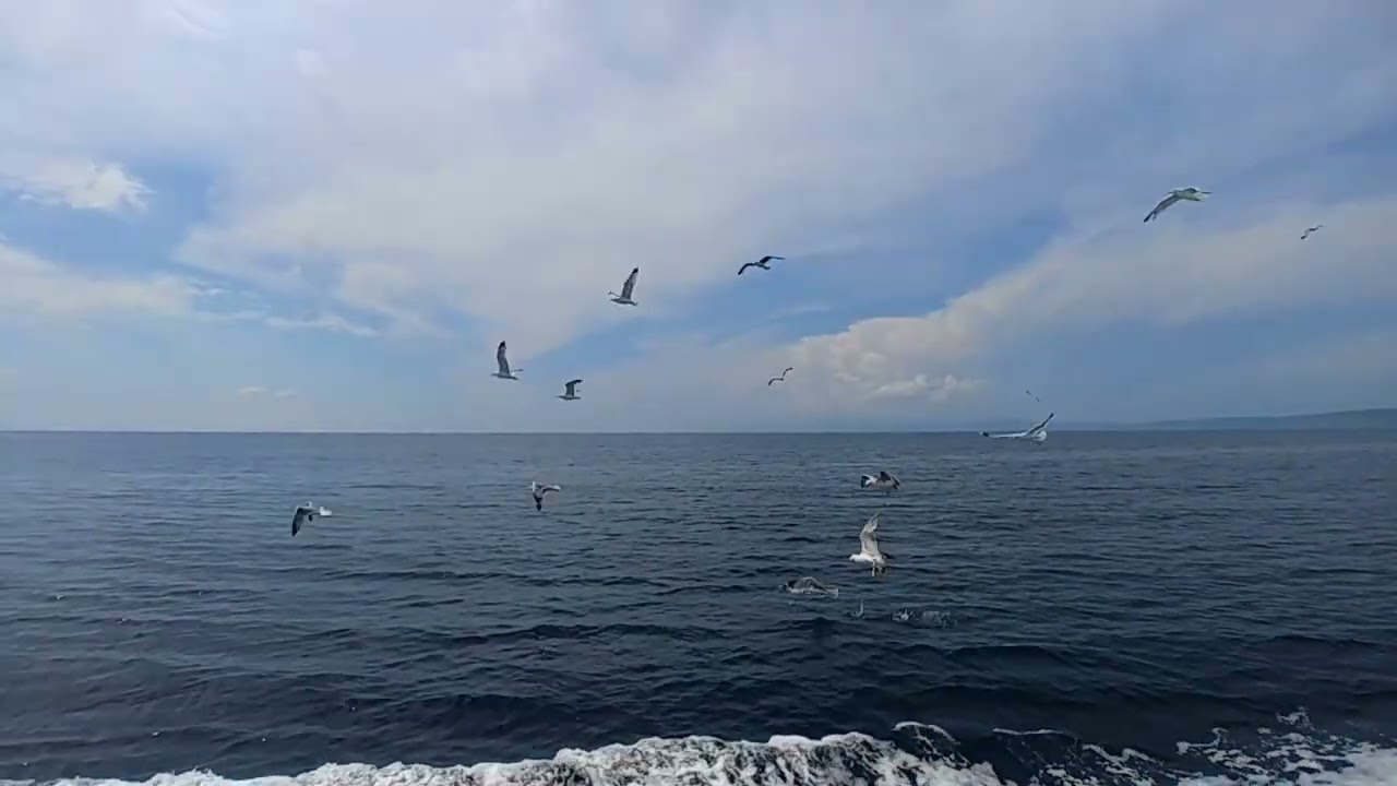 The Call of the Sea (Original Song) - Grace Jukes | Official Visualiser