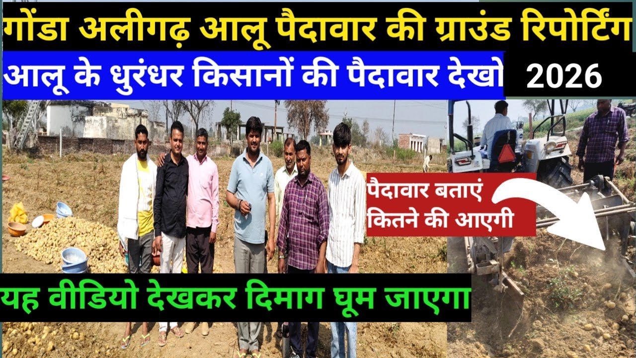 गोंडा अलीगढ़ आलू पैदावार की ग्राउंड रिपोर्टिंग//यह वीडियो देखकर दिमाग घूम जाएगा//आलू के धुरंधर किसान