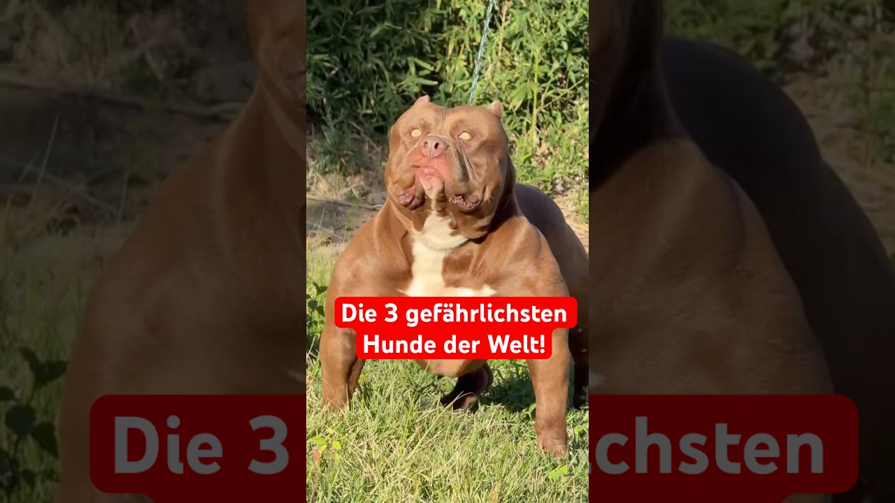 Die 3 gef&auml;hrlichsten Hunde der Welt !