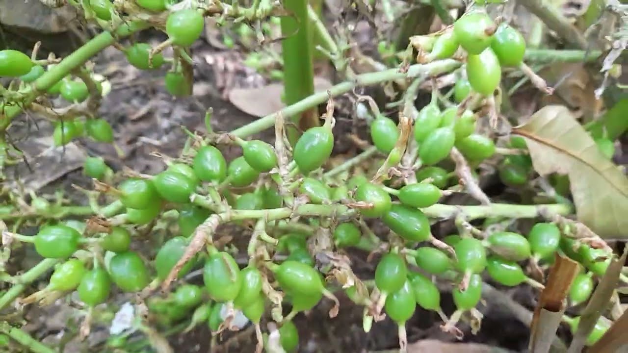 High Yield Top Variety Green Cardamom Plants  #cardamom #youtubefeed #youtubevideos #video #videos 