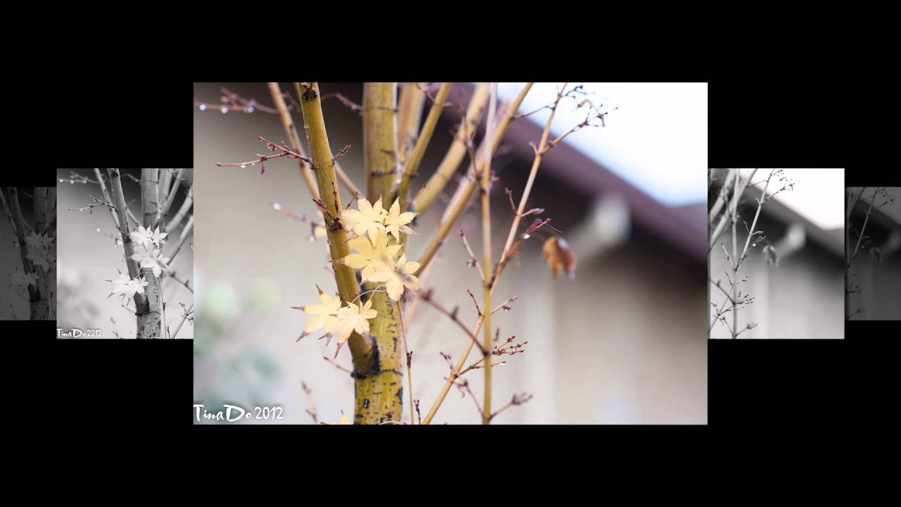 Chỉ Chừng Đó Thôi & Tạ Ơn Đời - Duy  Quang