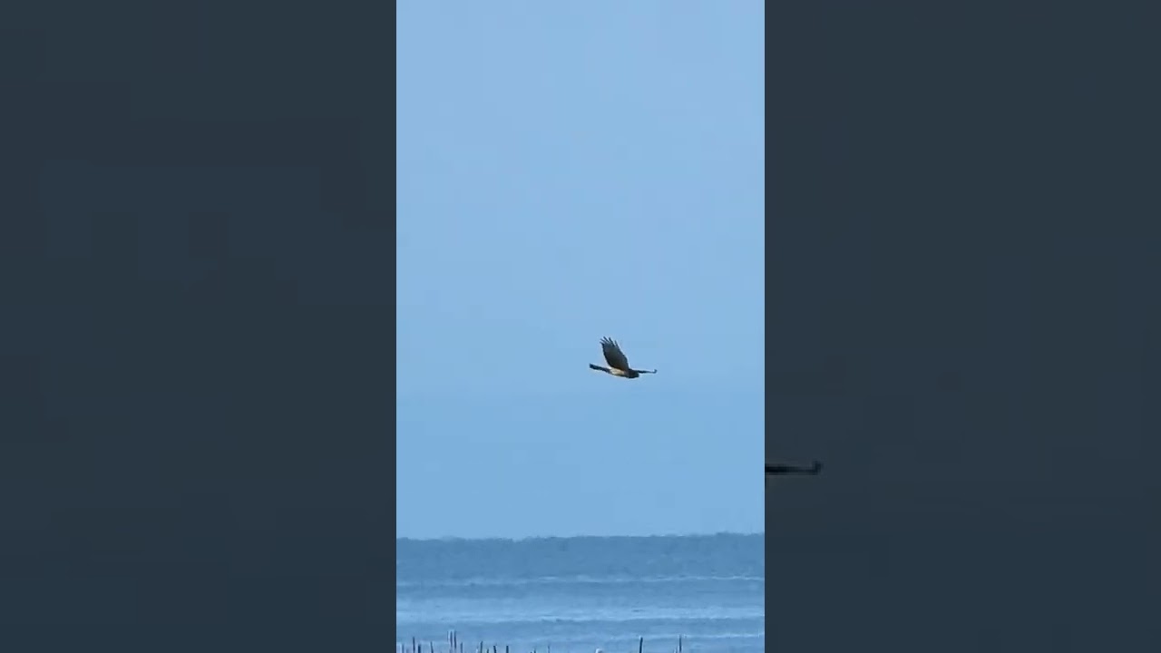 Harrier hunting the marsh