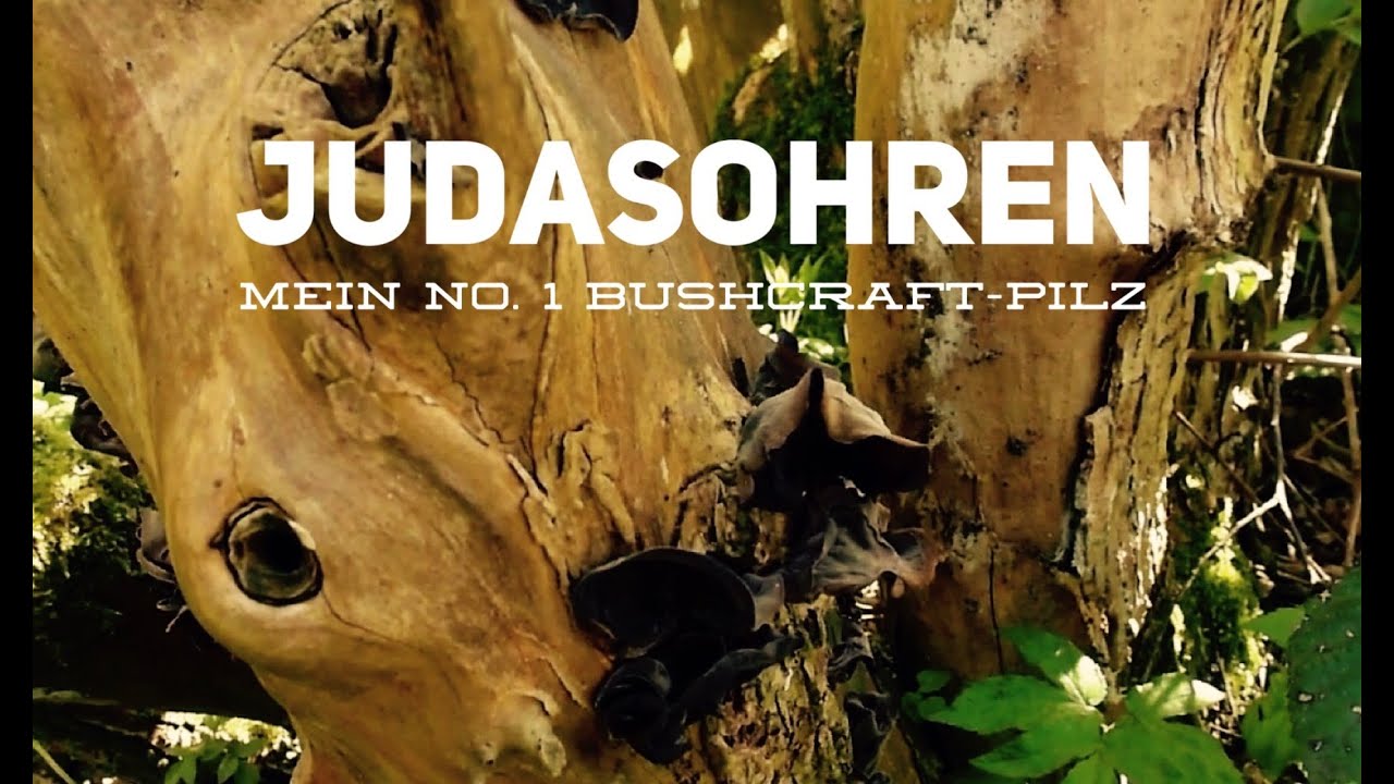 Pilze: Kochen mit Judasohren/Mu-Err, mein No. 1 Bushcraft-Pilz/Vitalpilz