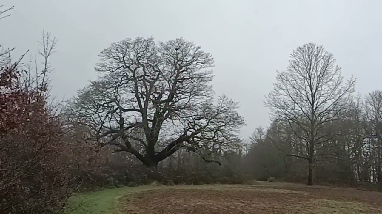 Repton Oak visit (100): Witch's Butter / Yellow Brain Fungus by Gemma Boyd