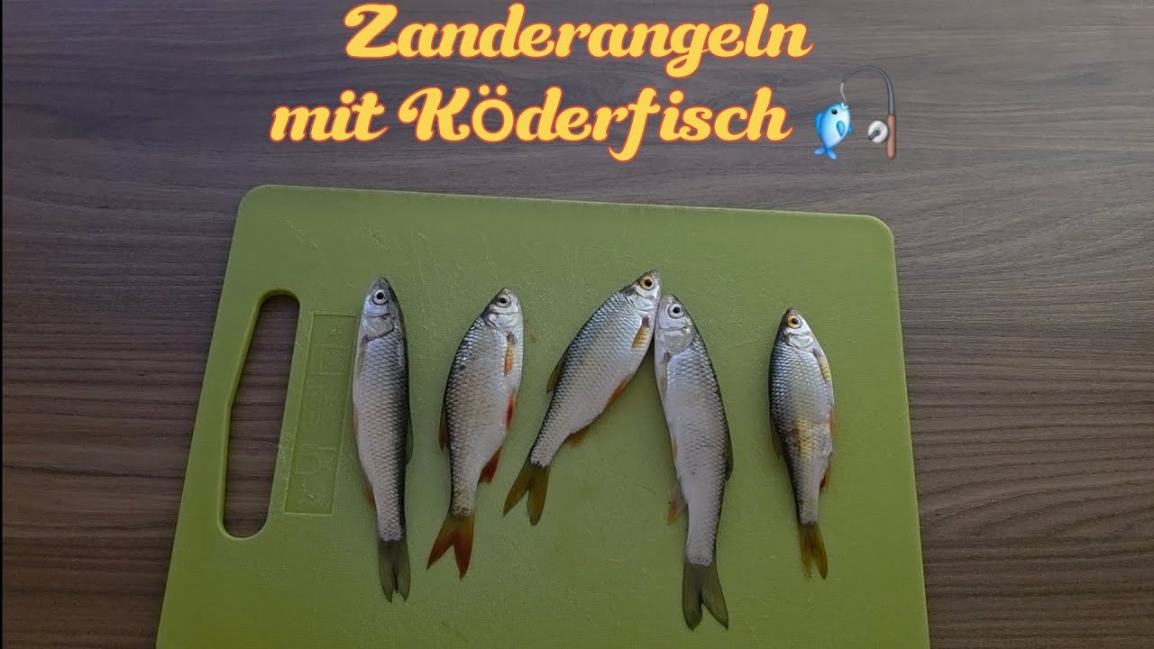 Zanderangeln mit Köderfisch 🎣-am kleinen Fluss!#zander #angeln #köderfisch 