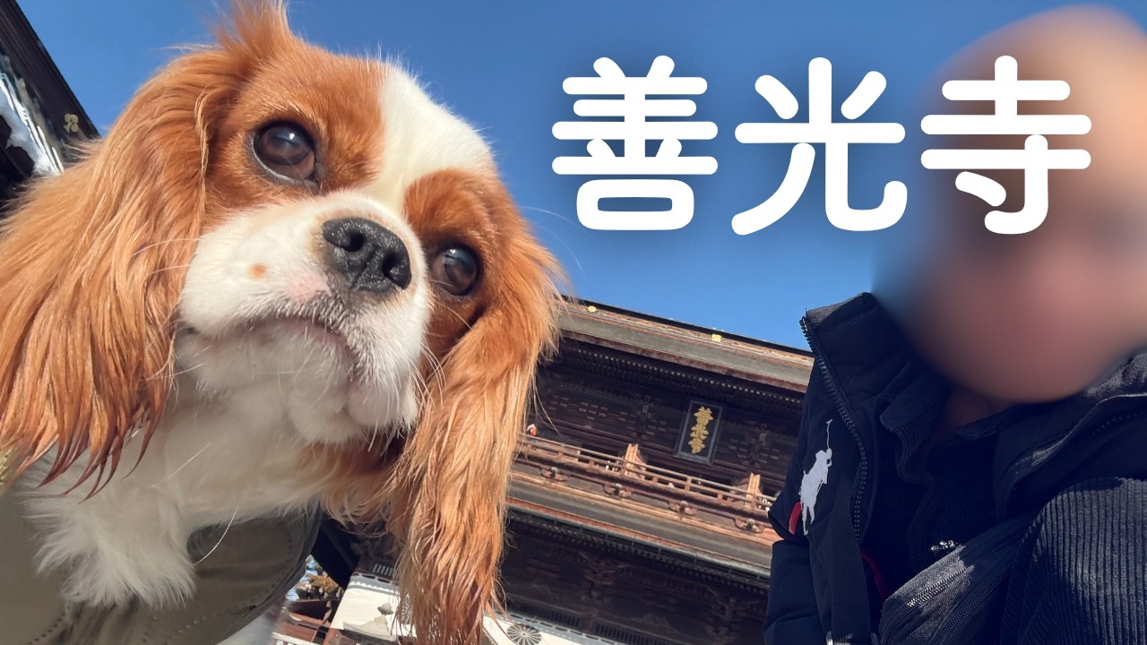愛犬と善光寺にお参り納めしてきました【生後8ヶ月キャバリア】