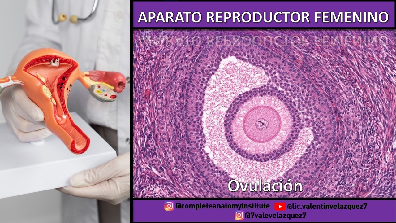 HISTOLOGÍA | APARATO REPRODUCTO FEMENINO (Pt. 2) | Ovulación