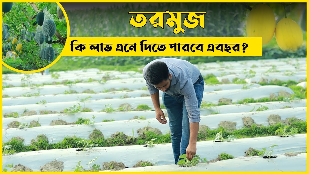 যেভাবে চাষ করলে রমজান ছাড়াও তরমুজ বেচতে পারবেন !  তরমুজের স্মার্ট চাষ পদ্ধতি । এগ্রো-১