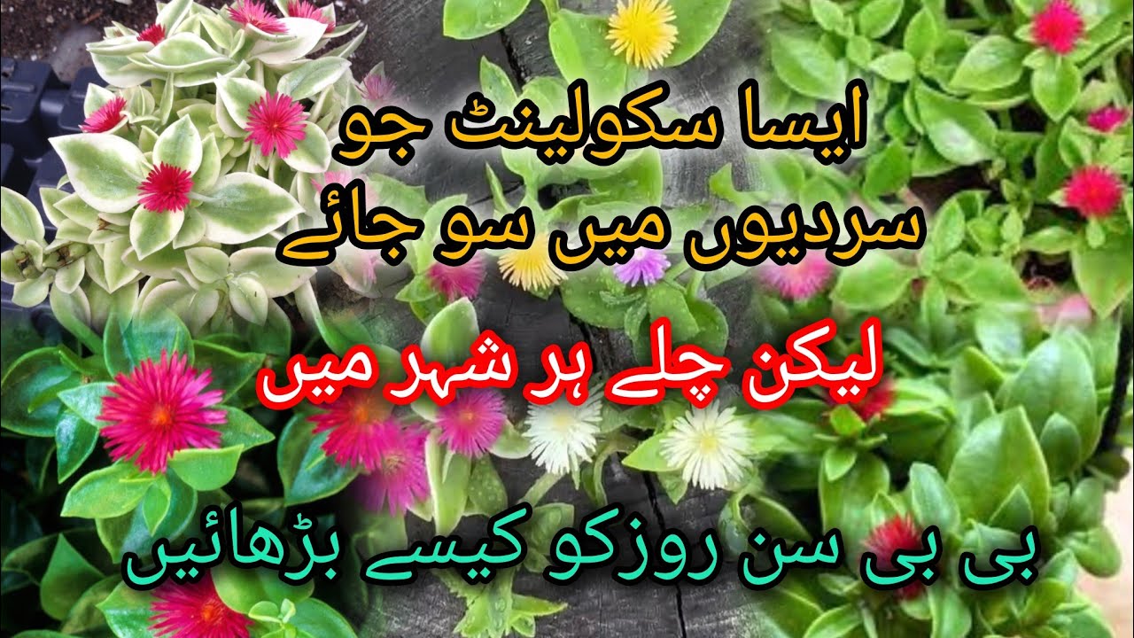 Permanent Succulent Grow From Cutting | Baby Sunrose Plant Care In Winter | Low Maintenance Plant
