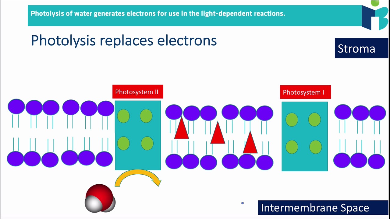 The Light Dependent Reactions (8.3.1 IB BIOLOGY HL)