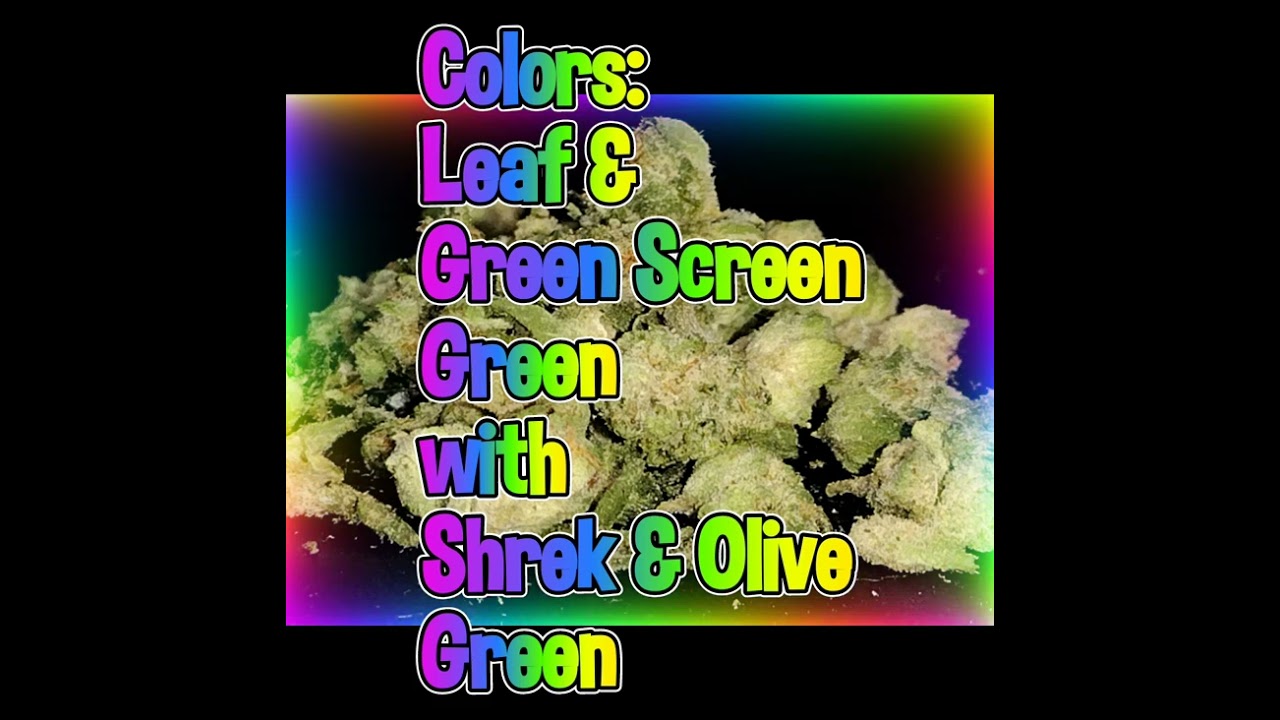 Chocolate Cherry Runtz (H) Strain Review Budpedia