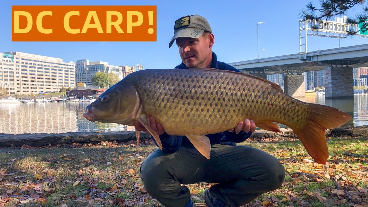 Bank Fishing for BIG River Carp (Washington DC, Potomac River)
