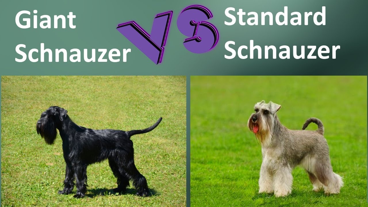 Giant Schnauzer VS Standard Schnauzer - Breed Comparison