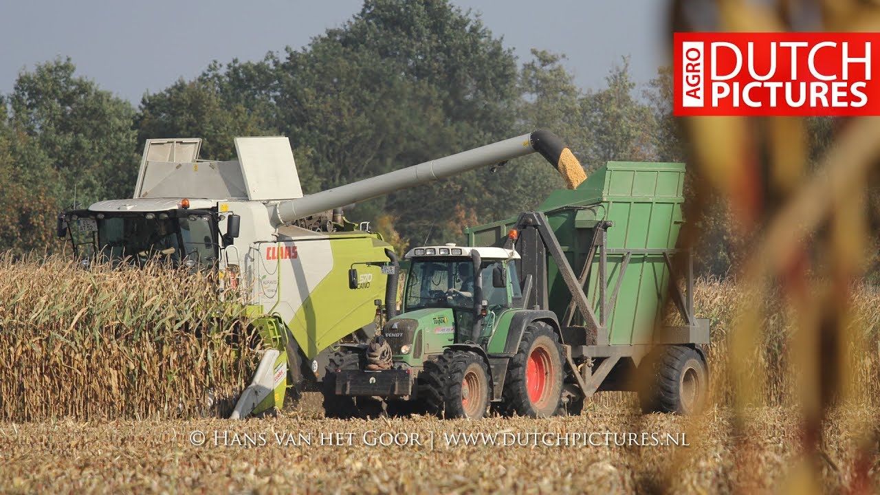 Mais dreschen mit 2x CLAAS M&auml;hdrescher | Lohnbetrieb Teipen | Mais dorsen | Threshing maize