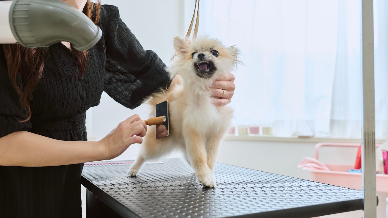 突然怒り出したポメラニアン！！