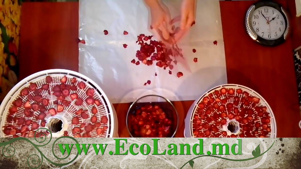 Сушка клубники - сравнение моделей EZIDRI 500 vs 1000